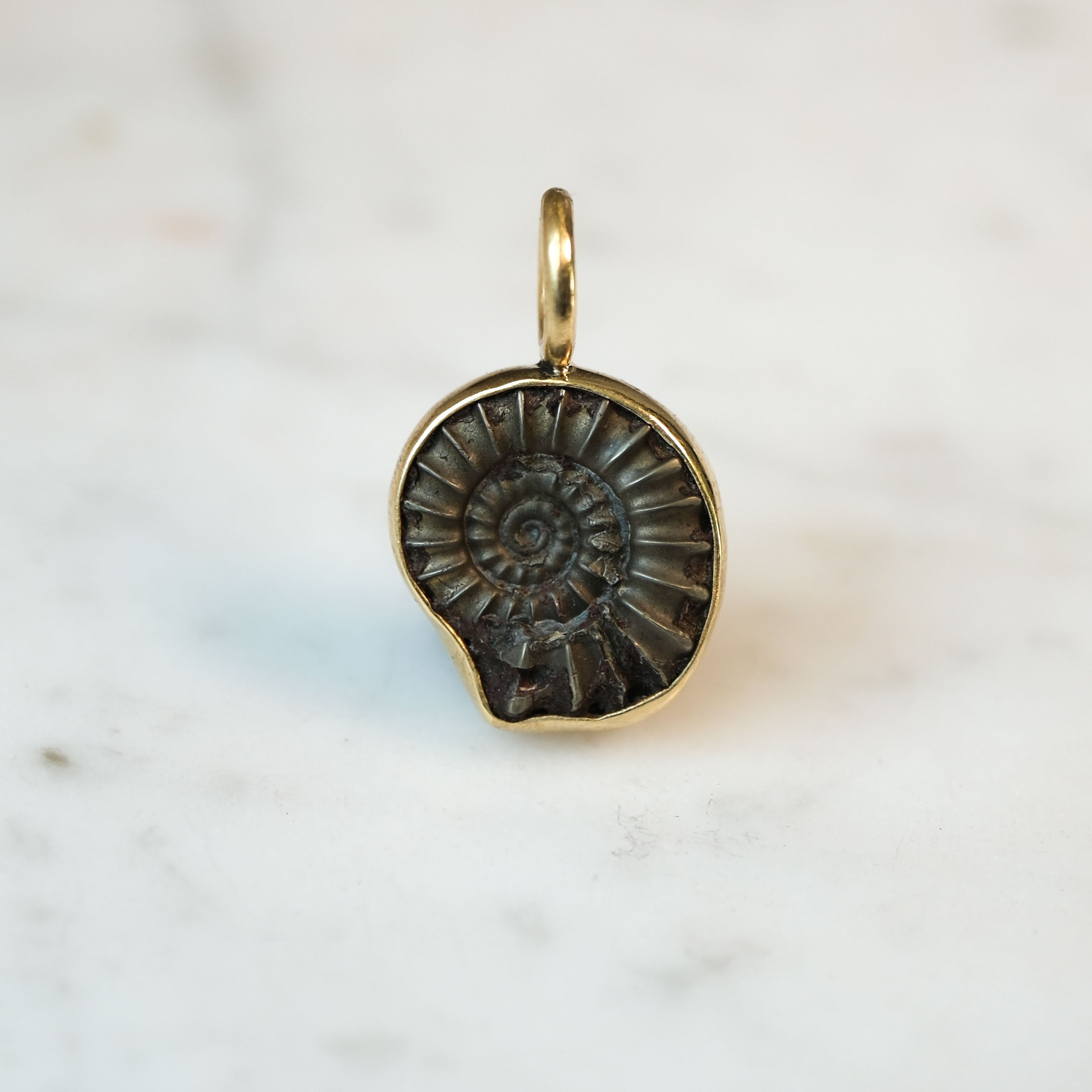 Early Jurassic Ammonite