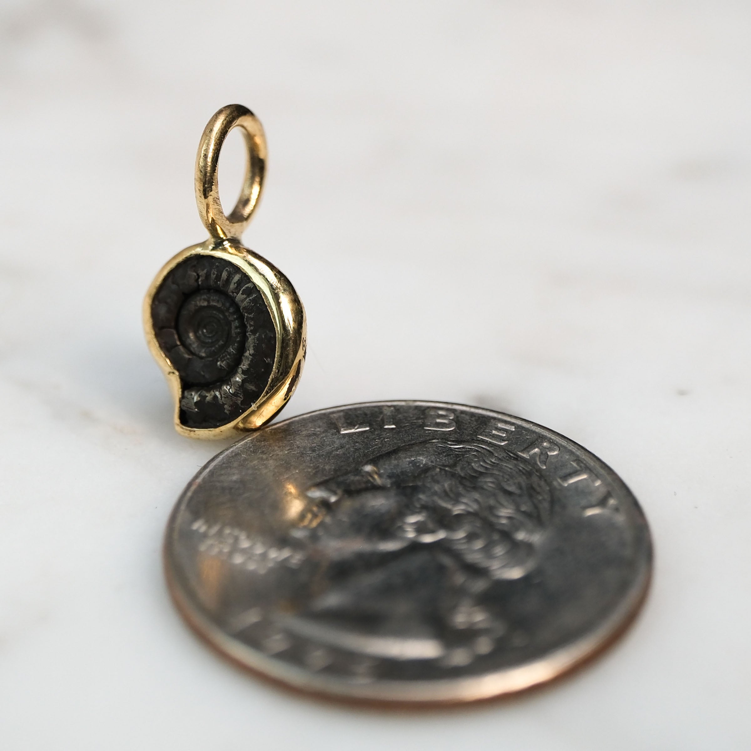 Early Jurassic Ammonite 1