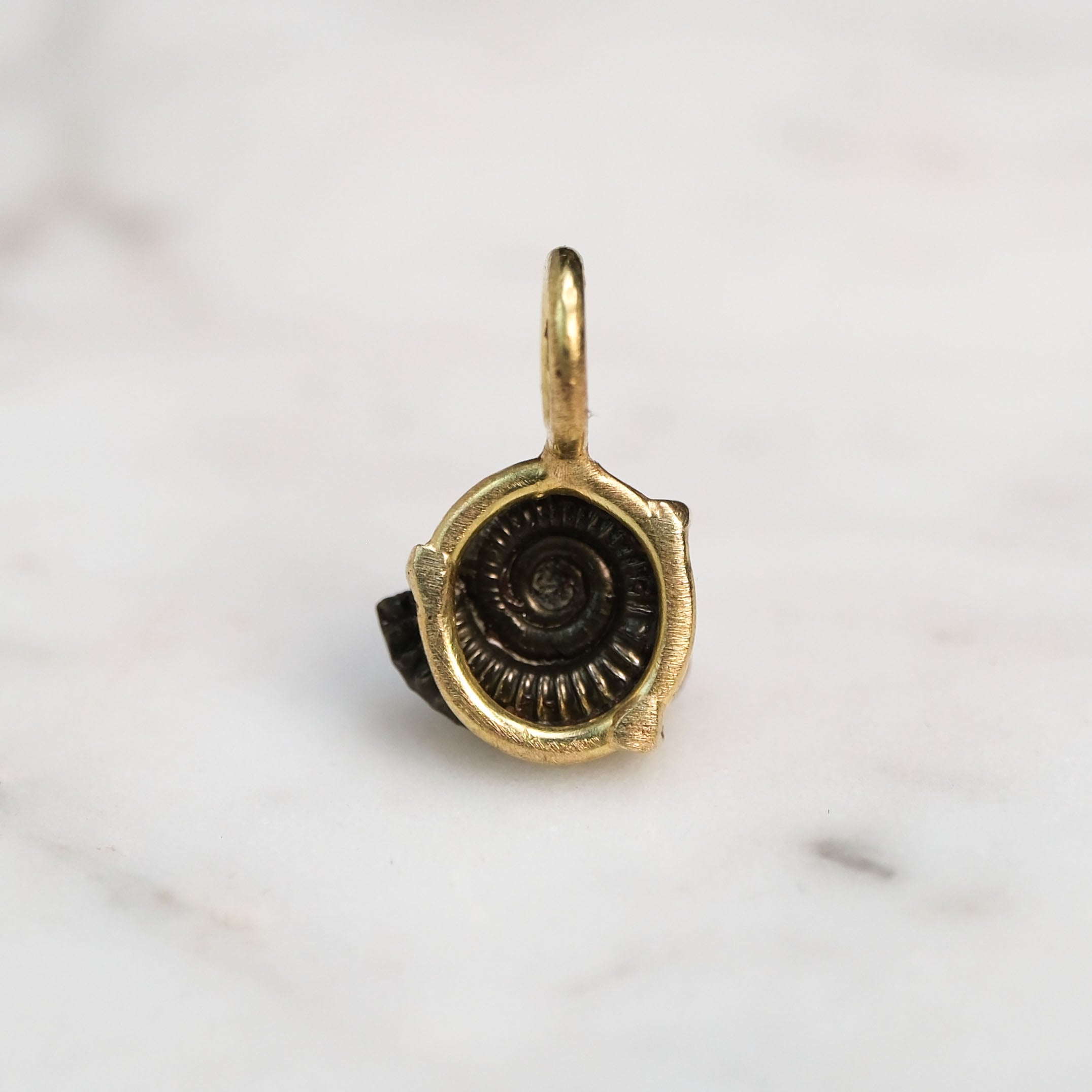 Early Jurassic Ammonite 2