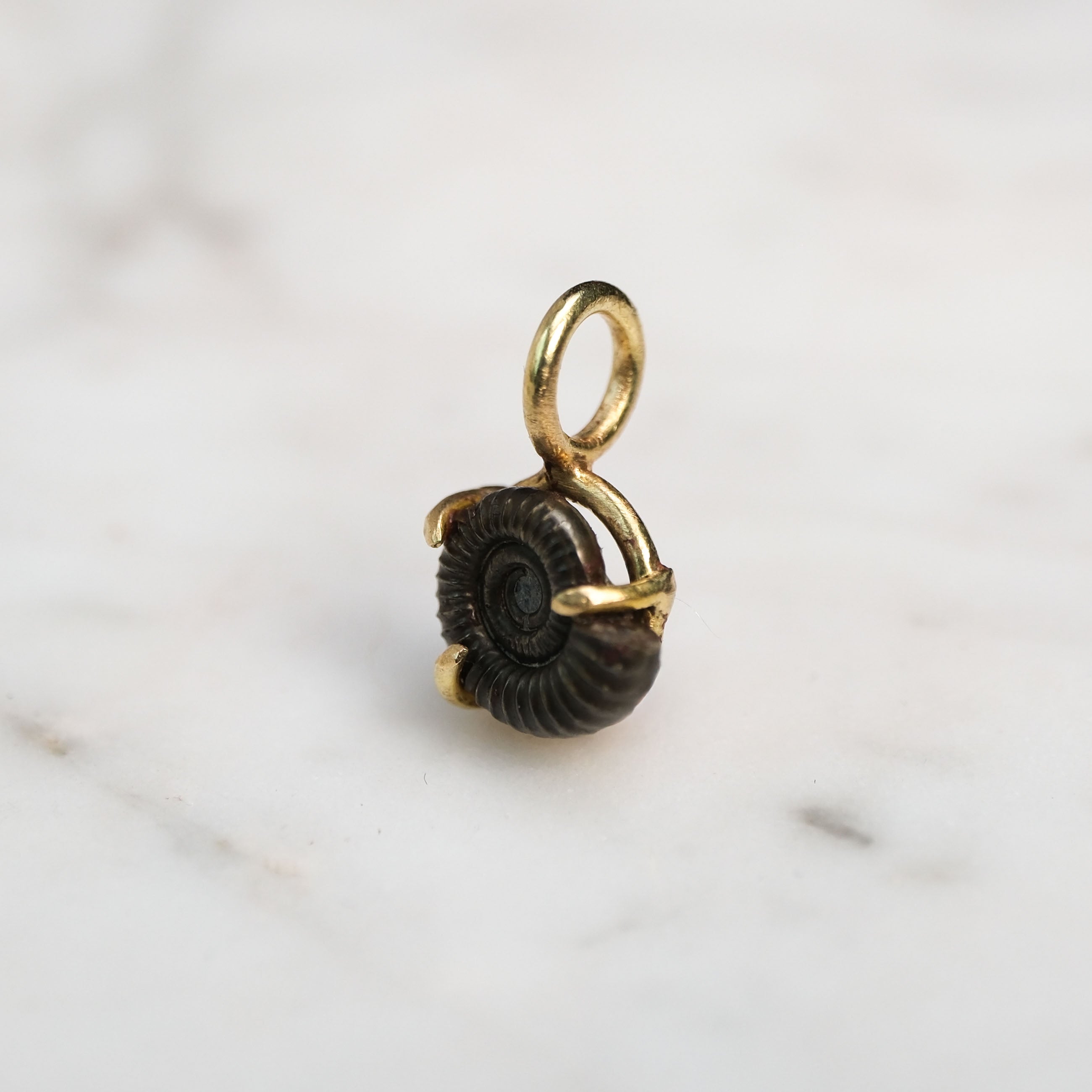 Early Jurassic Ammonite 2