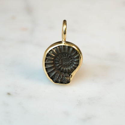 Early Jurassic Ammonite