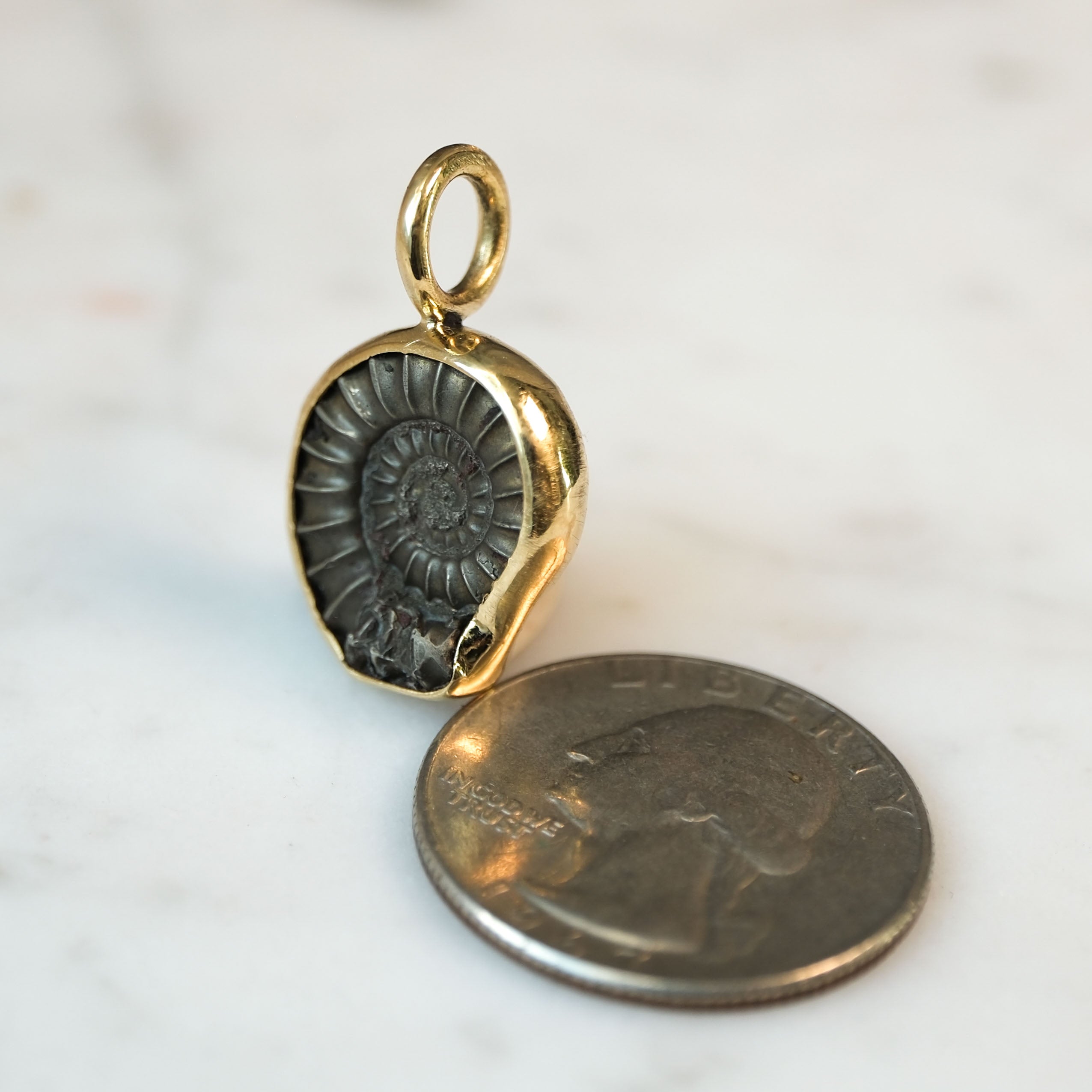 Early Jurassic Ammonite