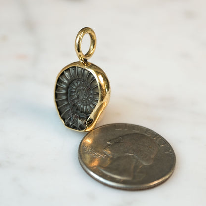 Early Jurassic Ammonite