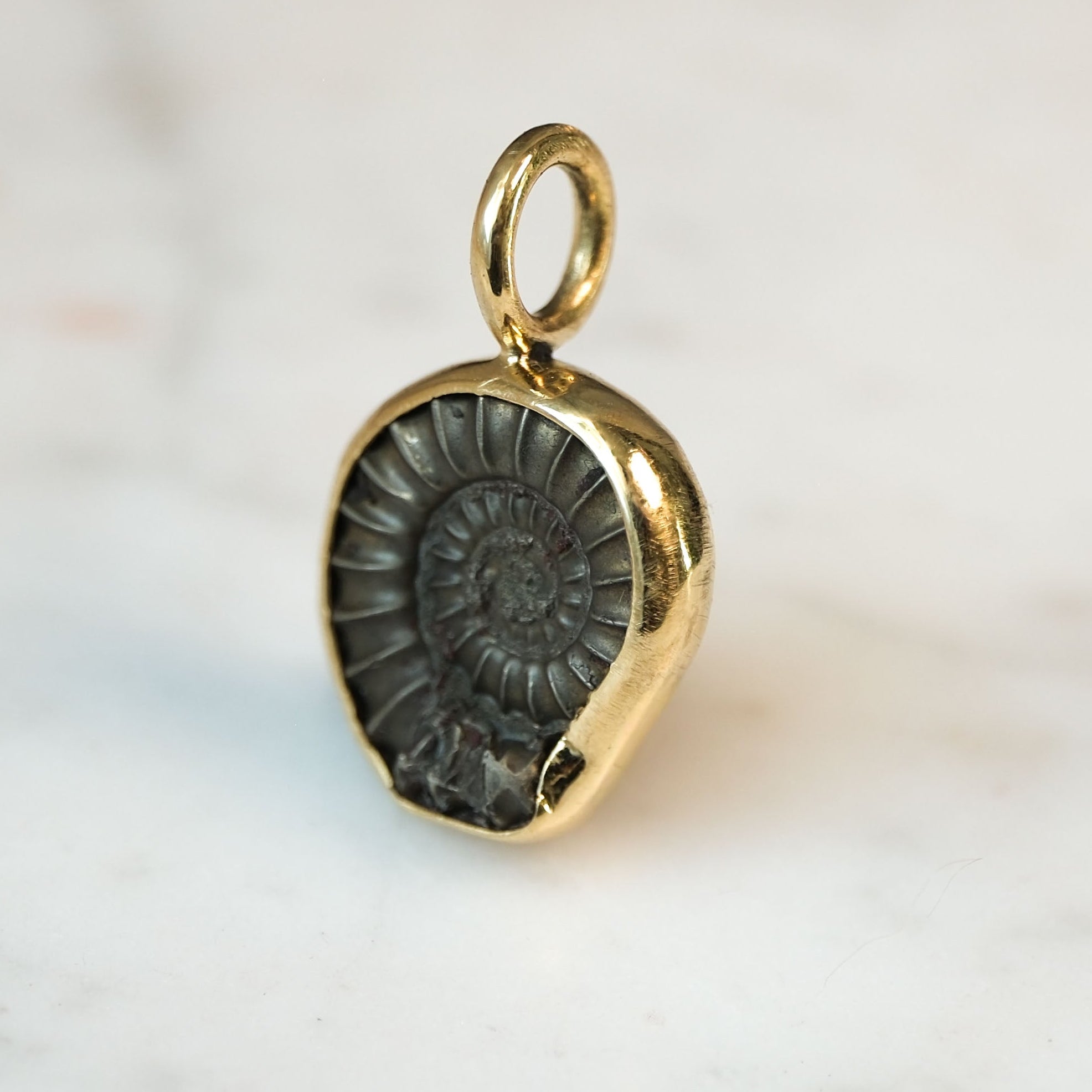 Early Jurassic Ammonite