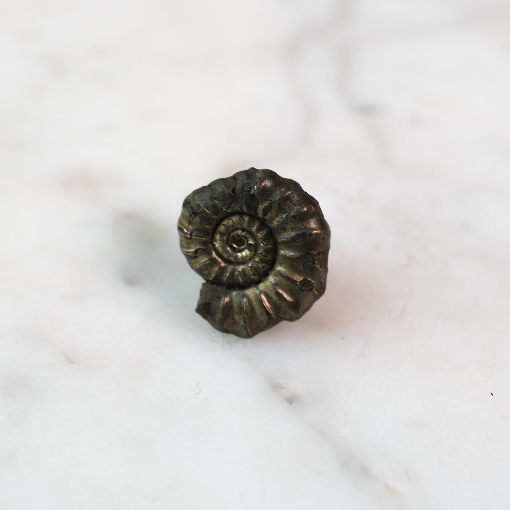 Custom Order — 195 Million Years in the Making #3 | Promicroceras Ammonite Pendant (Approx. 3 weeks)