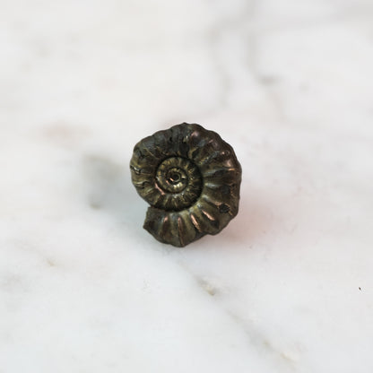 Custom Order — 195 Million Years in the Making #3 | Promicroceras Ammonite Pendant (Approx. 3 weeks)