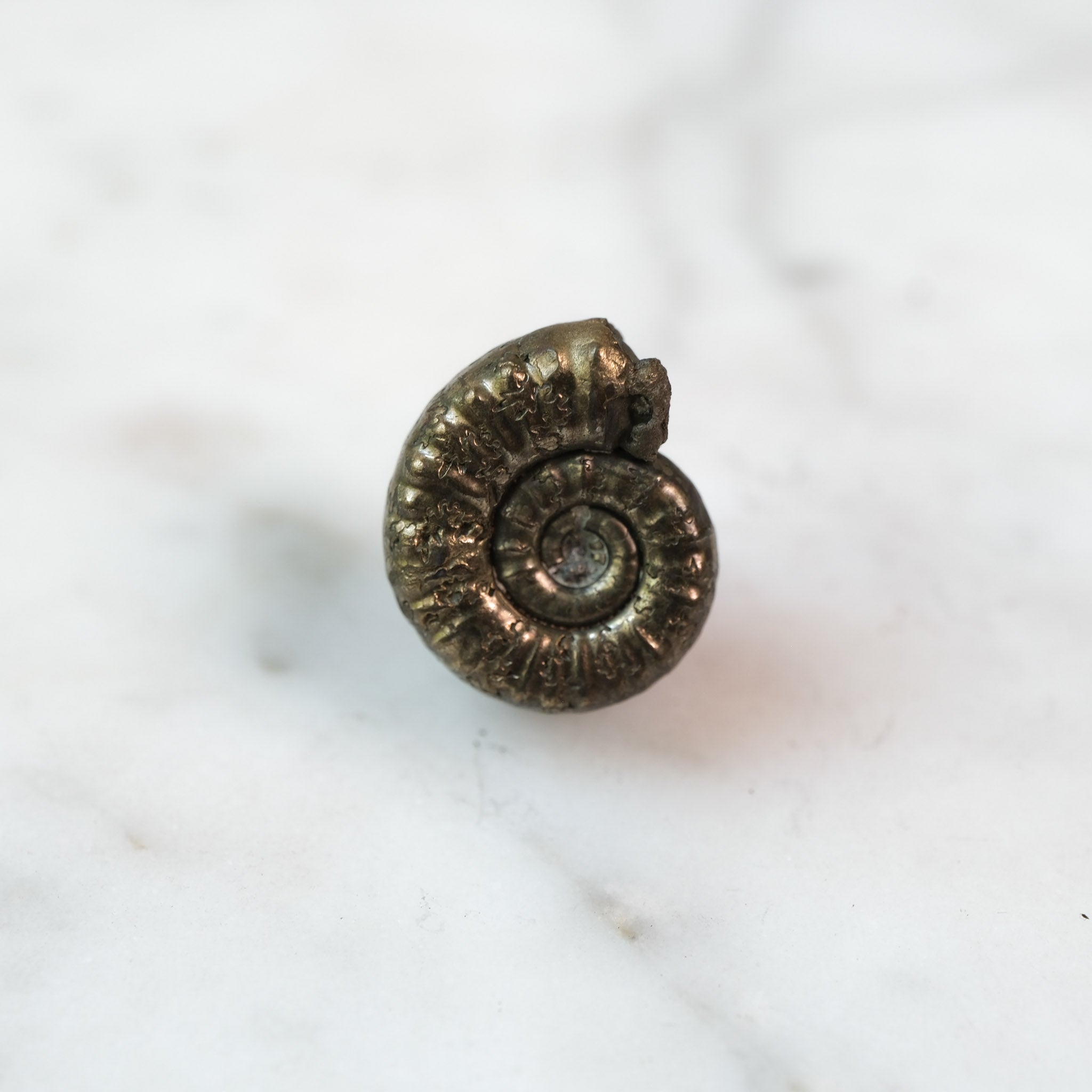 Custom Order — 195 Million Years in the Making #4 | Promicroceras Ammonite Pendant (Approx. 3 weeks)