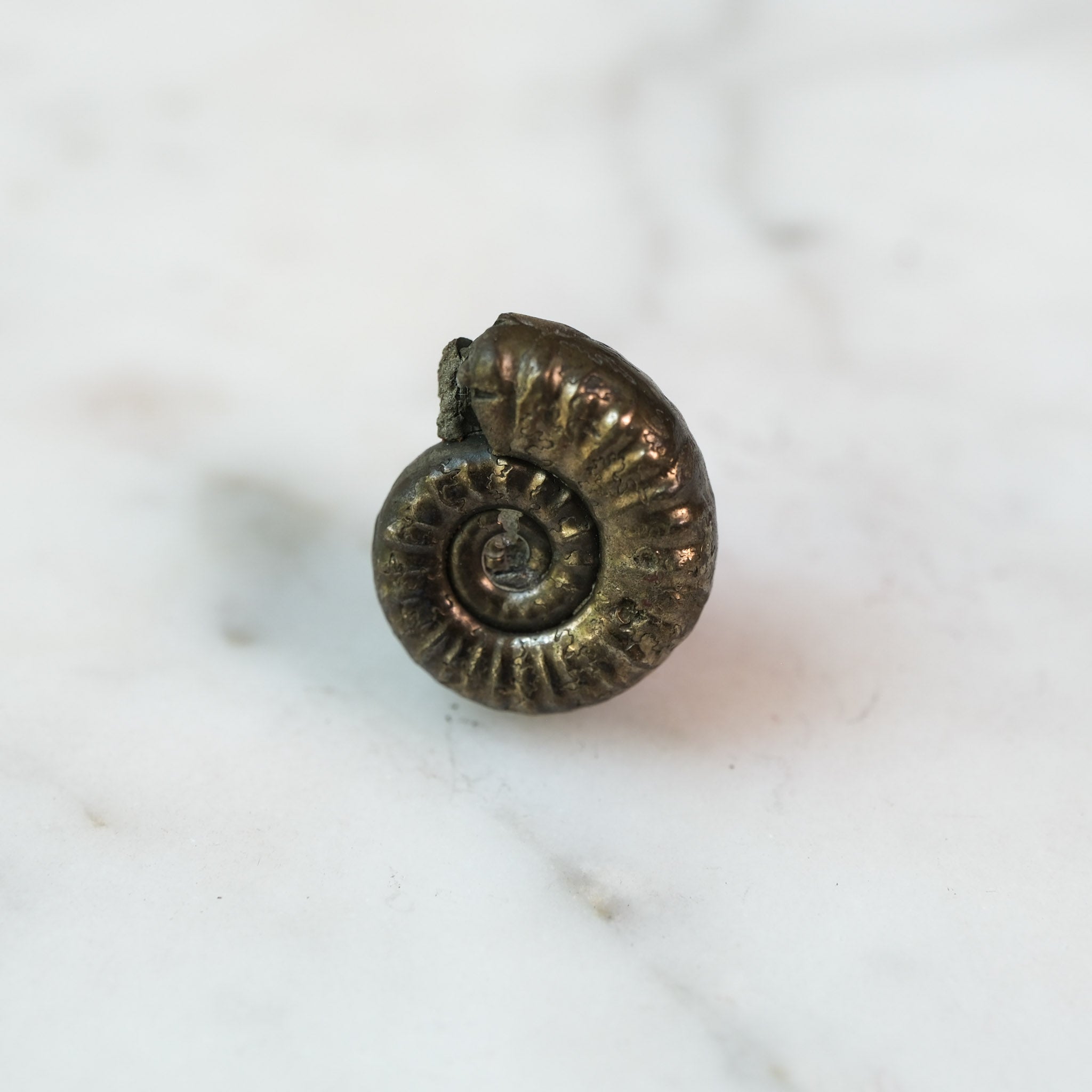 Custom Order — 195 Million Years in the Making #4 | Promicroceras Ammonite Pendant (Approx. 3 weeks)
