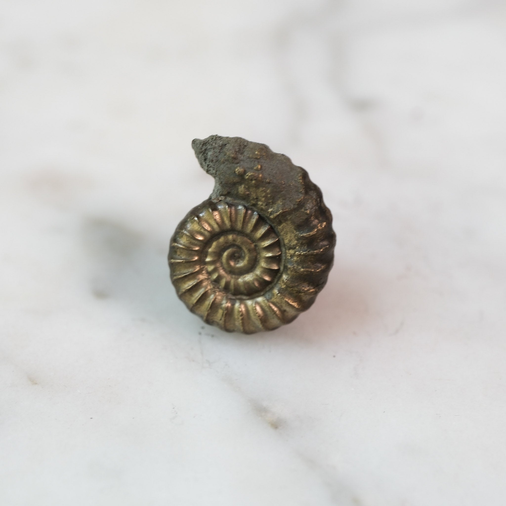 Custom Order — 195 Million Years in the Making #2 | Promicroceras Ammonite Pendant (Approx. 3 weeks)