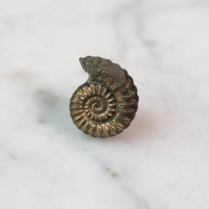 Custom Order — 195 Million Years in the Making #2 | Promicroceras Ammonite Pendant (Approx. 3 weeks)