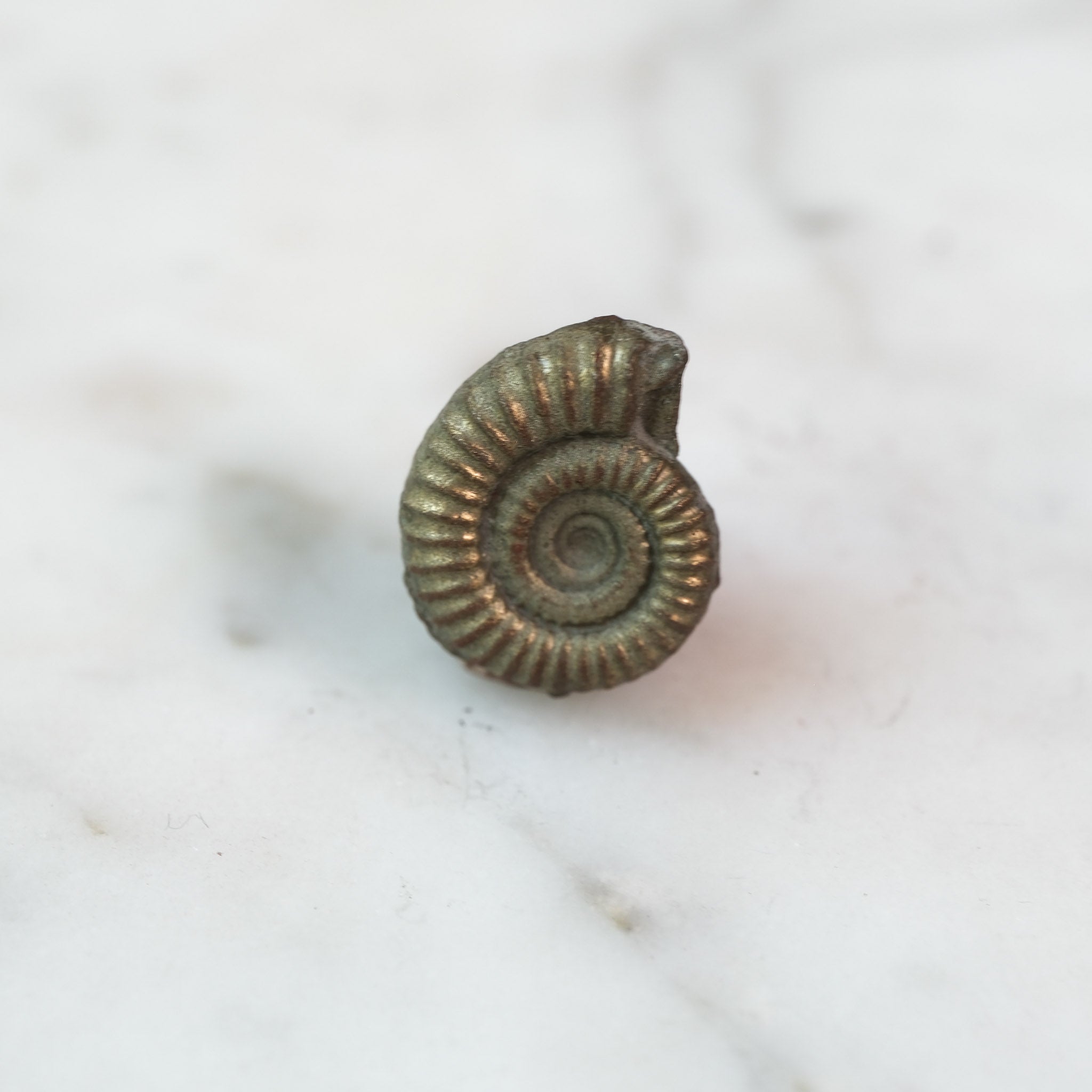 Custom Order — 195 Million Years in the Making #5 | Promicroceras Ammonite Pendant (Approx. 3 weeks)