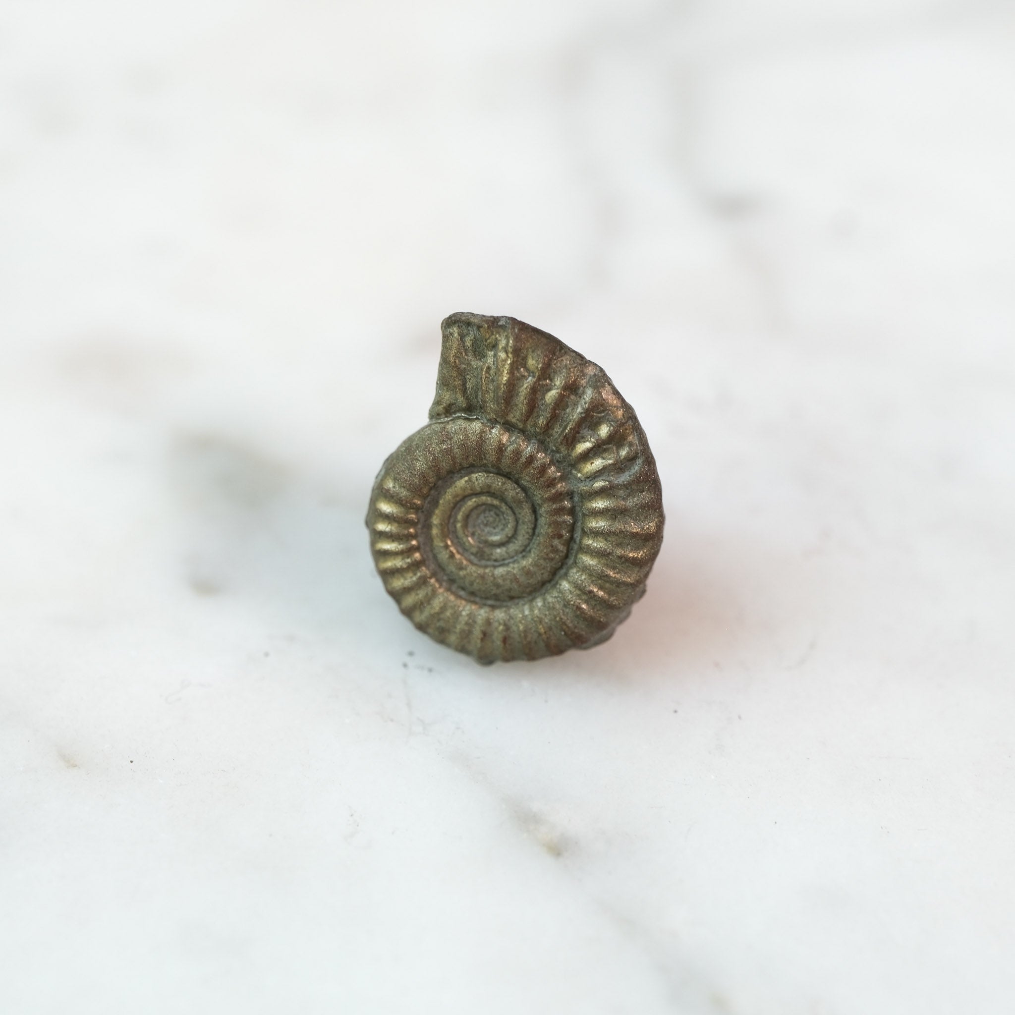 Custom Order — 195 Million Years in the Making #5 | Promicroceras Ammonite Pendant (Approx. 3 weeks)