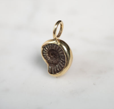 Early Jurassic Ammonite #1