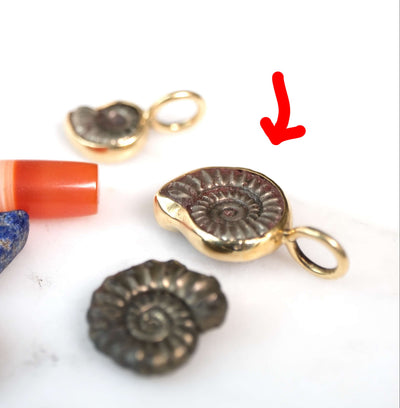 Early Jurassic Ammonite #1
