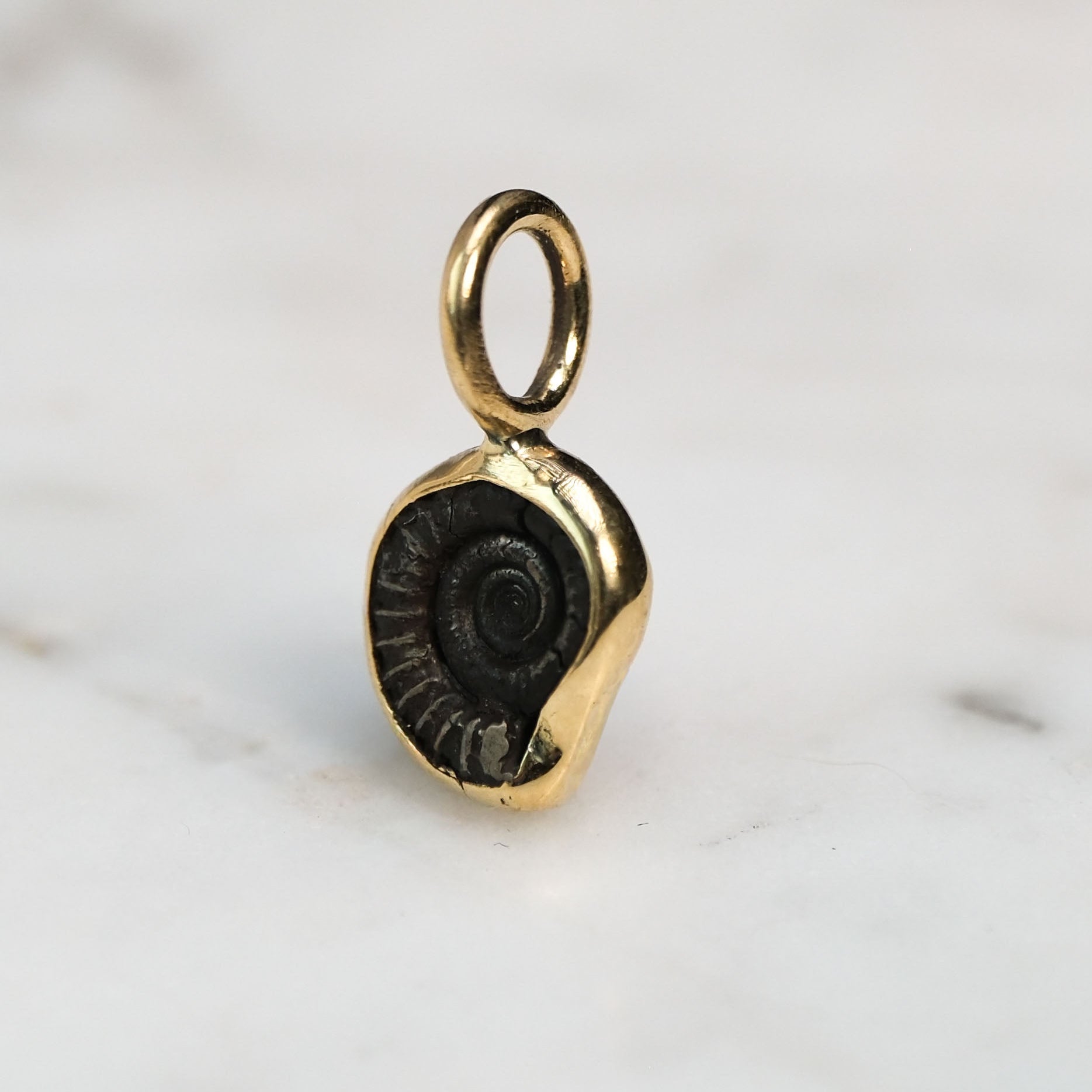 Early Jurassic Ammonite 1