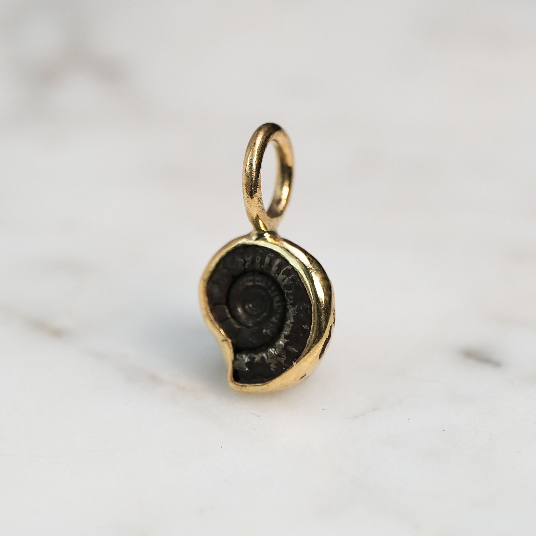 Early Jurassic Ammonite 1