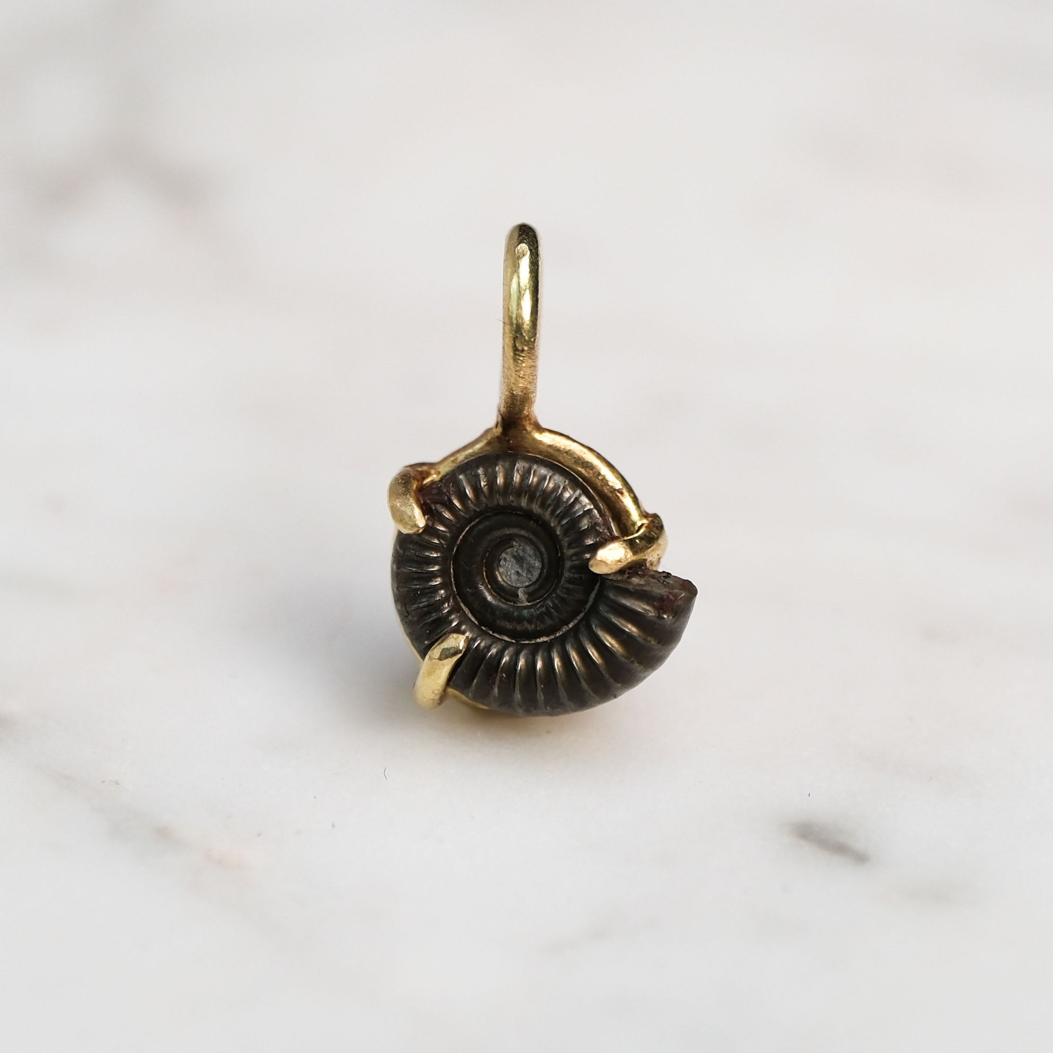 Early Jurassic Ammonite 2