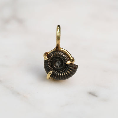 Early Jurassic Ammonite #2