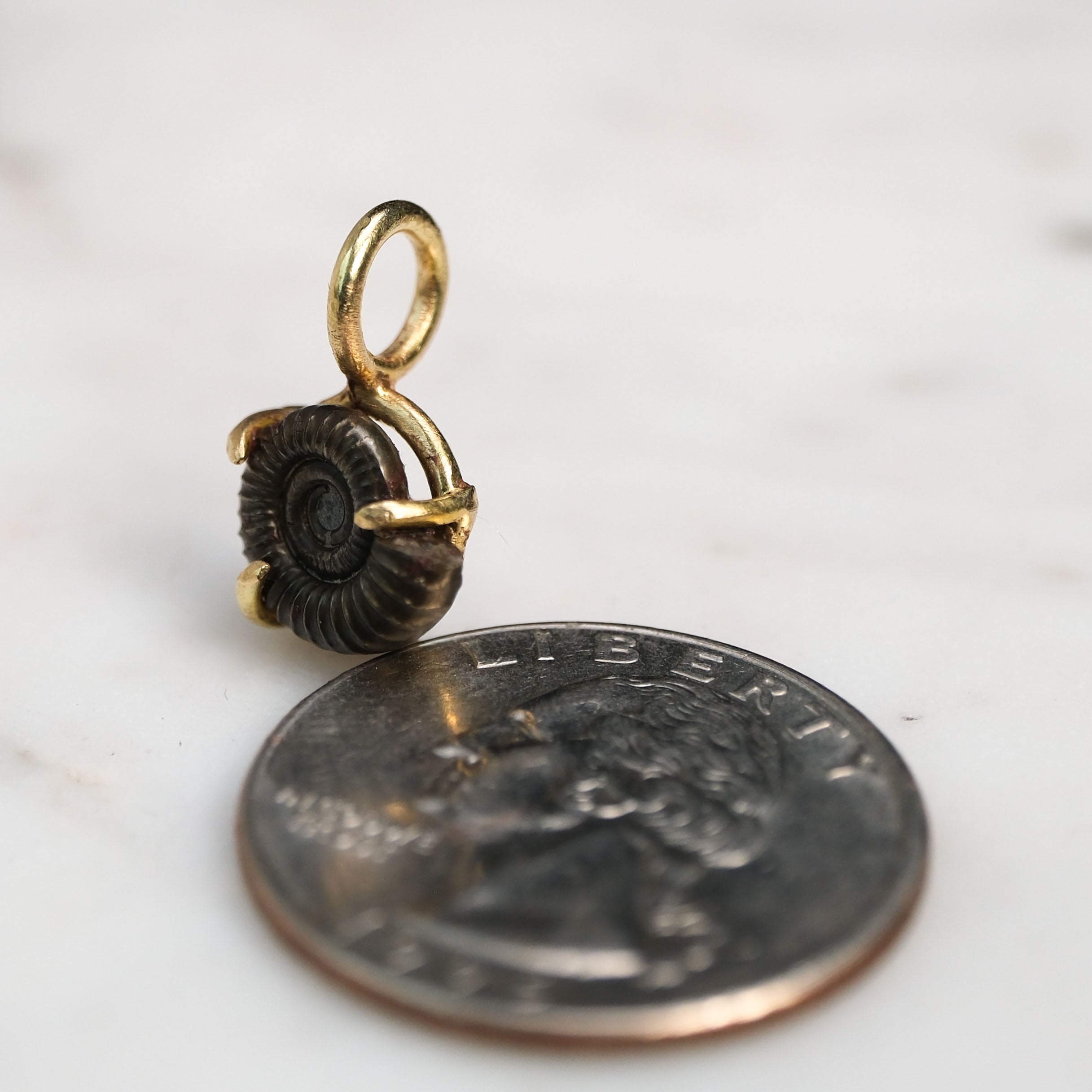 Early Jurassic Ammonite 2