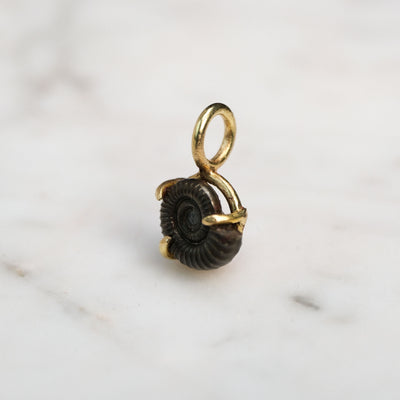 Early Jurassic Ammonite #2