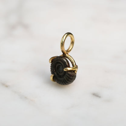 Early Jurassic Ammonite 2